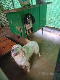 Setter Inglese femmina