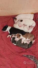 Cucciola di bull terrier standard