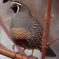 Colini della california