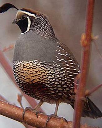 Colini della california