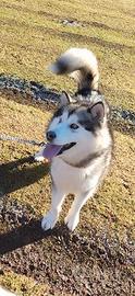 Alaskan Malamute
