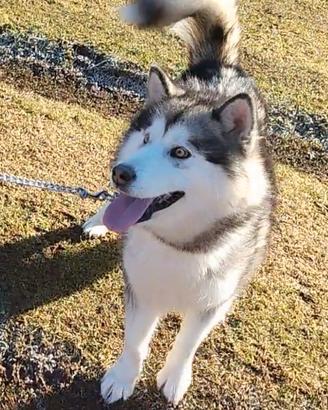 Alaskan Malamute