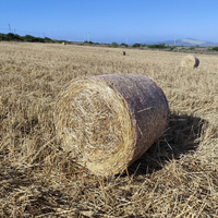 Paglia