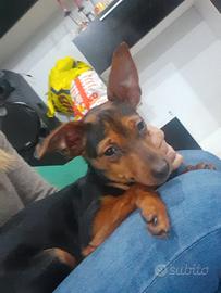 Cucciolo pinscher nano maschio disponibile