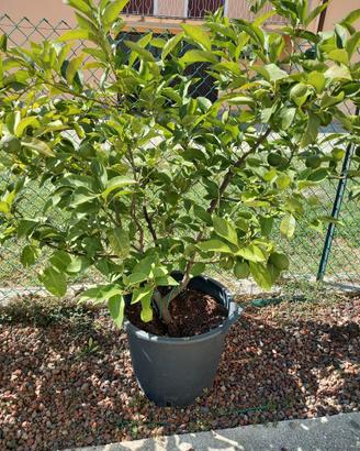Pianta di Limone