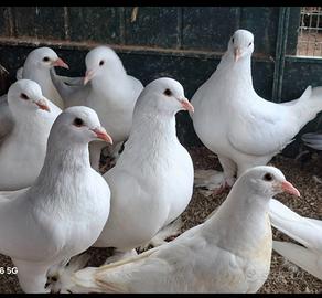 Colombi da carne e cova grossa taglia
