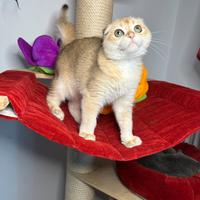 Scottish fold cuccioli