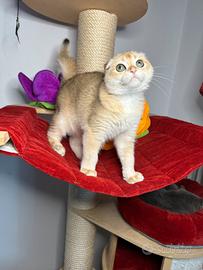 Scottish fold cuccioli