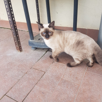 Siamese