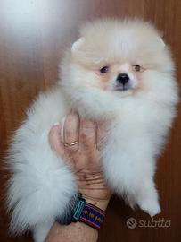 Spitz tedesco nano/Pomerania