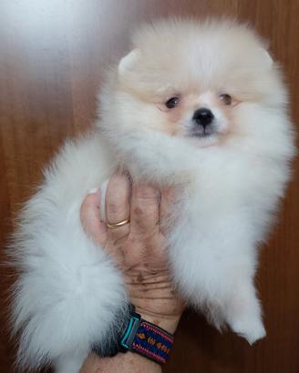 Spitz tedesco nano/Pomerania