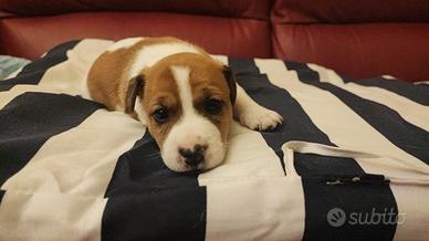 Cuccioli maschi jack Russel