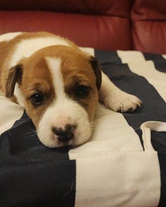 Cuccioli maschi jack Russel