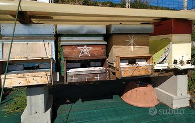 Due sciami e una famiglia di api