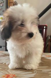 Cuccioli di Coton de Tulear