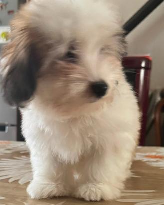 Cuccioli di Coton de Tulear