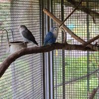 Inseparabili riproduttivi