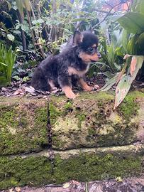 Spitz Nano Tedesco Pomerania