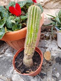 cactus del sud america 