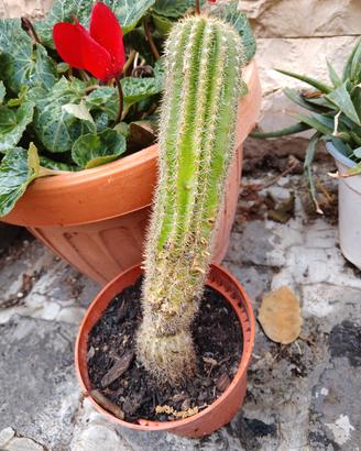 cactus del sud america 