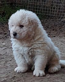 Cucciolo maschio pastore abruzzese