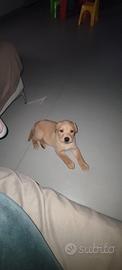 Cucciola di labrador
