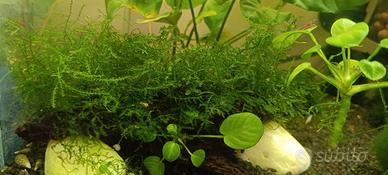 piante per acquario e laghetto 