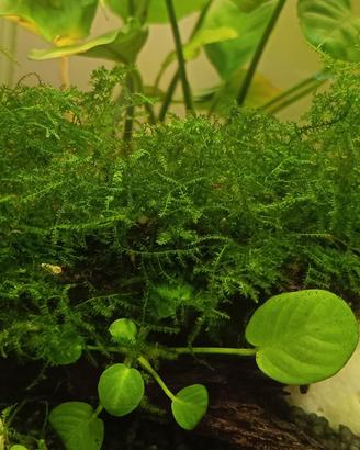 piante per acquario e laghetto 