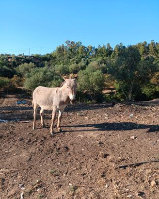 Asini con documenti in regola
