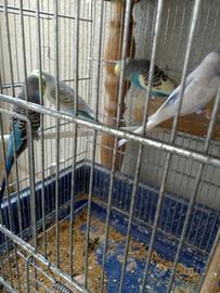 cocorite