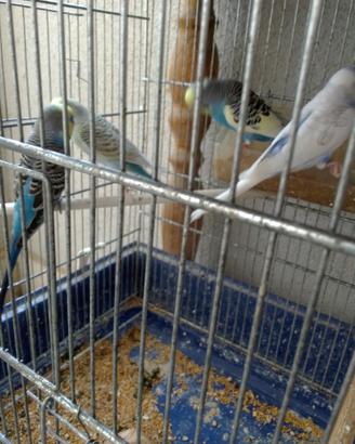 cocorite