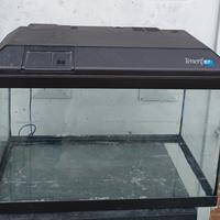 Acquario 