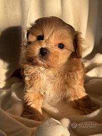 Maltipoo maschio minitoy
