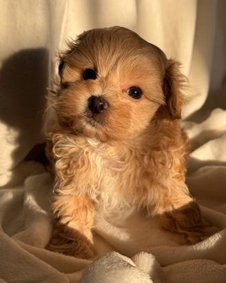 Maltipoo maschio minitoy