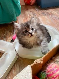 Cuccioli di gatto siberiano ipoallergenici