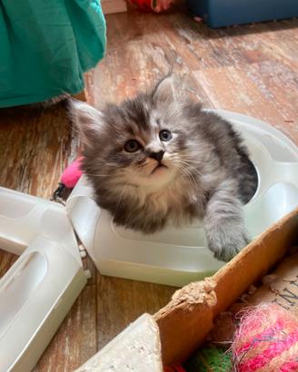 Cuccioli di gatto siberiano ipoallergenici