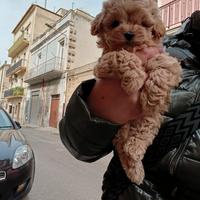 Cuccioli MALTIPOO