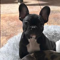 Bulldog francese