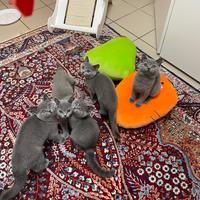 Cuccioli Scottish fold e straight