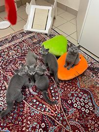 Cuccioli Scottish fold e straight