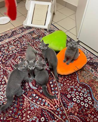 Cuccioli Scottish fold e straight
