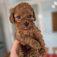 Barboncina Red Brown mini