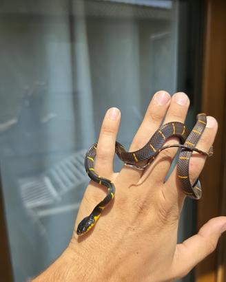 Boiga melanota