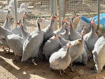 Faraone grigio perla