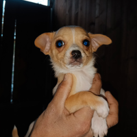 Chihuahua