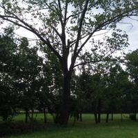 Pianta di Pioppo centenaria