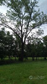 Pianta di Pioppo centenaria