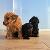 Barboncini realmente toy