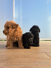 Barboncini realmente toy