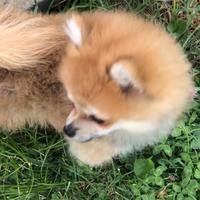 Maschietto Soitz tedesco 4 mesi